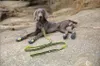 LEICHTE TRADITIONAL Leine für kleine Hunde 200 cm S Produktbild-Vorschau 13