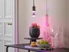 La lampada per piante OSRAM LED Star con filamento e base Anteprima dell’immagine prodotto 3