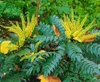 Mahonia media 'Winter Sun', Mahonie, gelbe Blüten, 60–80 cm Produktbild-Vorschau 3