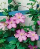 Clematis Hybrid 'Comtesse de Bouchaud', rosa Blüten, 40–60 Produktbild-Vorschau 5