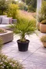 Geleepalme Butia capitata winterhart 80–100 cm Kübelpflanze Produktbild-Vorschau 1