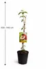 Pfirsichbaum Prunus persica ‘Polpa Bianca’ – weißfleischig, Produktbild-Vorschau 5