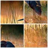 Bilder auf glas - Vogel Natur Wasser - 100x70cm - Produktbild-Vorschau 8