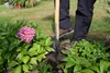A person digging in a garden with a shovel near a pink hydrangea. Náhľad obrázku produktu