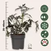 Sureau noir - Set de 2 - Sambucus nigra 'Black Lace' - Voir les images du produit 2