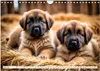 Leonberger - der zahme Löwe (Wandkalender 2026 DIN A4 Produktbild-Vorschau 9