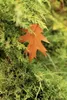 A close-up of a single brown leaf resting on green evergreen branches. Produktbild-Vorschau