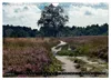 Lüneburger Heide (Wandkalender 2027 DIN A4 quer), CALVENDO Produktbild-Vorschau 11