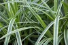 Japan-Segge, im Topf - Carex morrowii, immergrün Produktbild-Vorschau 5