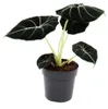 Alocasia reginula Black Velvet - Tropenwurz - Alokasie - Produktbild-Vorschau 1