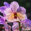Orchidea Tekuté Hnojivo 10 L – 3-4-3 NPK – Pro Orchidey – Náhled obrázku produktu 8