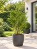 Fargesia robusta 'Campbell' 140–200 cm – Zimozielona Podgląd zdjęcia produktu 1