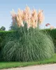 Cortaderia selloana 'Rosea', Pampasgras, rosa, 3-5 Liter Produktbild-Vorschau 3