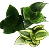 Sansevieria trifaciata hahnii - 3 versch. Pflanzen im 5,5cm Produktbild-Vorschau 2