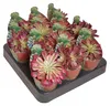 Aeonium "Mardi Gras" - Rosetten-Dickblatt - Rarität - 6,5cm Produktbild-Vorschau 3