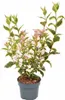 Weigela florida 'Nana Variegata', Weigelie, buntlaubig, Produktbild-Vorschau 15