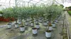 Eucalyptus Gunni Stamm Eukalyptusbaum, 70 - 90 cm, Pflanze Produktbild-Vorschau 2