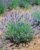 Lavandula angustifolia 'Munstead', Lavendel, violett, ca. Produktbild-Vorschau 11