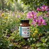 DR WAKDE'S Kanchnar Kapseln (Bauhinia variegata) | 60 Vegi Produktbild-Vorschau 10
