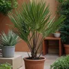 A potted palm tree is shown in an outdoor setting with other plants and a terracotta bench in the background. Podgląd zdjęcia produktu