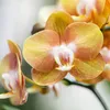 Kolibri Orchids bietet ein Set aus 4 Phalaenopsis-Orchideen Produktbild-Vorschau 8