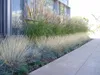 Ornamental grasses planted in a garden bed next to a modern building and a concrete walkway. Produktbild-Vorschau