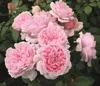 Dehner Edelrose Schöne Maid®, Züchter Tantau, rosa Blüten, Produktbild-Vorschau 3