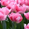 Bloomique - Mix 20 sztuk - Tulipa Double Mix - Podwójny Podgląd zdjęcia produktu 7