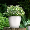 LECHUZA-Pot de plantes CLASSICO Color 18 Blanc | Pot de Voir les images du produit 16