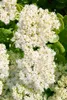 Sedum spectabile 'Stardust', Fetthenne, weißblühend, ca. Produktbild-Vorschau 3
