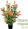Photinia Plante Artificielle Artificiel avec Pot 70cm Voir les images du produit 1