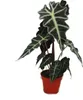 Šípkový list - Alocasia sanderiana - Tropický kořen - Náhled obrázku produktu 1