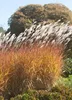 Stauden Gänge 1 x Miscanthus sinensis 'Purpurascens' im XXL Produktbild-Vorschau 3