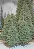 Triumph Tree Forest Frosted Pine künstlicher Weihnachtsbaum Produktbild-Vorschau 2