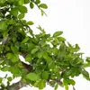 Drzewko Bonsai z Ceramiczną Doniczką -  Wiąz Chiński - Ok. Podgląd zdjęcia produktu 3