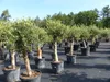 Olivenbaum Olive "Angebot" 150 - 180 cm, beste Qualität, Produktbild-Vorschau 5