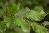 Fagus sylvatica, Rotbuche, 125–150 cm Produktbild-Vorschau 2