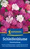 Artikelbild 2 von 'Schleifenblume Feenmischung' aus der Kategorie Blumensamen Produktbild-Vorschau
