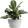 A green and white plant in a white pot against a white background. Náhled obrázku produktu