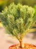 Waldkiefer Pinus sylvestris Watereri 15 - 20 cm immergrüne Produktbild-Vorschau 1