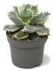Agave potatorum variegata - Agave - Zeldzaamheid - 13 cm Productafbeelding-voorbeeld 1