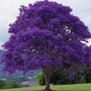 Jacaranda Mimosifolia - 10 ks semen - Rychlerostoucí - Náhled obrázku produktu 8