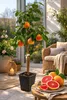 Pamplemoussier Star Ruby 120-140 cm – Pamplemoussier/Pomelo Voir les images du produit 1
