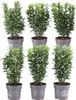 Vrtúľový krík Euonymus Green Spire, 6 kusov, vždyzelená Náhľad obrázku produktu 1