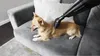 A small tan dog is lying on a gray couch while a black vacuum cleaner attachment is being used on its back. Podgląd zdjęcia produktu