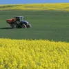 30 kg Semi di Colza Sfusi Nero Purificato Caldo Pacchi Anteprima dell’immagine prodotto 3