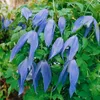 Clematis alpina, Alpen-Waldrebe, blau, 40–60 cm Produktbild-Vorschau 5