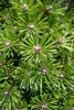 Pinus mugo 'Benjamin', Bergkiefer, kompakt, 12–15 cm Produktbild-Vorschau 7