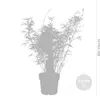 Bloomique - Fargesia rufa - Bambou non traçant - Rustique - Voir les images du produit 3