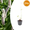 Persicaria bistorta Superba 24 Pflanzen Ø9cm Höhe10-25cm Produktbild-Vorschau 4